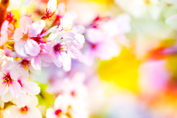 Fototapeta na wymiar 美しく咲き誇る満開のクローズアップの桜をピンク、黄色、赤、オレンジ、紫などカラフルにする　背景