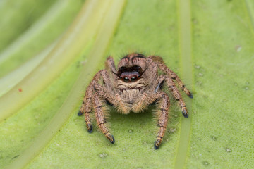 Macro image of beautiful female Jumping Spider in Sabah, Borneo - Hyllus Giganteus