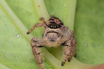 Macro image of beautiful female Jumping Spider in Sabah, Borneo - Hyllus Giganteus