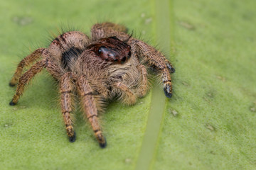 Macro image of beautiful female Jumping Spider in Sabah, Borneo - Hyllus Giganteus