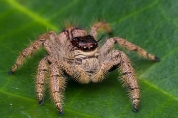 Macro image of beautiful female Jumping Spider in Sabah, Borneo - Hyllus Giganteus