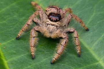 Macro image of beautiful female Jumping Spider in Sabah, Borneo - Hyllus Giganteus