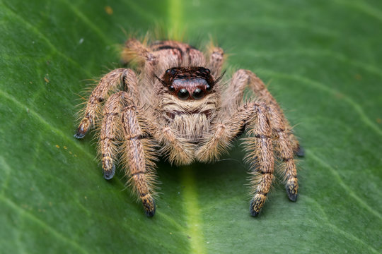 Macro image of beautiful female Jumping Spider in Sabah, Borneo - Hyllus Giganteus