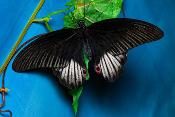 Color butterfly, on blue background, top view. PAPILIO HELENUS