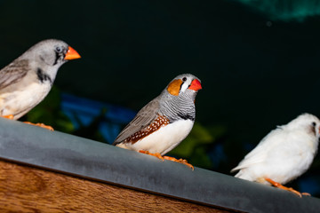 Beautiful bird, Zebra Finch (Taeniopygia guttata) perching on a branch