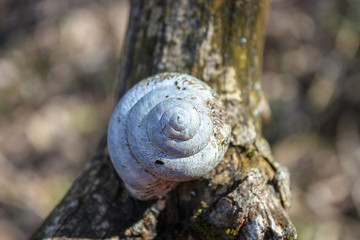 snail on stone