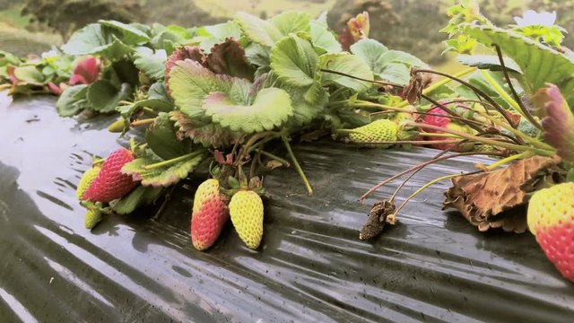 fresas campo plantacion