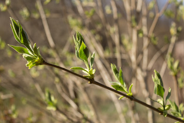 Lilac Flower Buds Sprouting in the beginning of Spring. Close up.