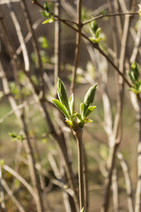 Lilac Flower Buds Sprouting in the beginning of Spring. Close up.