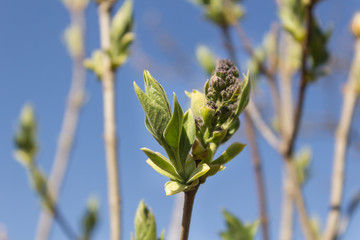Lilac Flower Buds Sprouting in the beginning of Spring. Close up.