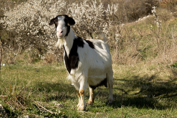 Portrait of lovely pregnant goat grazing on green spring meadow field at village countryside.
