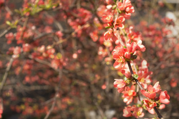 Red flowers of blooming Japanese quince at spring season.