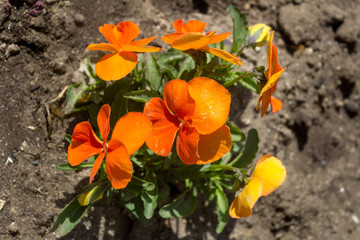 A bunch of orange violets, Close up, top view. Orange flowers in a garden. © Valentina