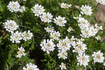 White Candytuft flower (Iberis sempervirens) - close up showing stamens with pollen and some unopened buds. Green foliage background.