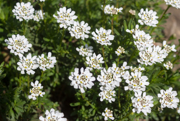 Fototapeta premium White Candytuft flower (Iberis sempervirens) - close up showing stamens with pollen and some unopened buds. Green foliage background.