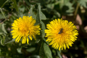 A bee collecting pollen on a yellow dandelion, green grass as a background.