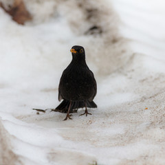 portrait of a blackbird