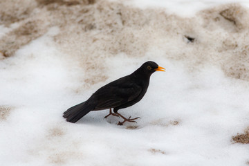blackbird on white snow
