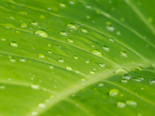 water drops on leaf