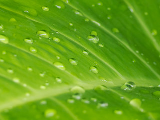 water drops on leaf