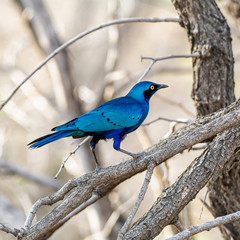 Glossy Starling