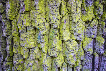 Closeup of texture background of an old oak tree bark.