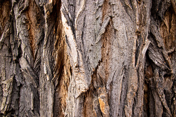 Closeup of texture background of an old oak tree bark.