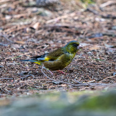 北陸の都市公園のアオジ