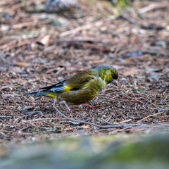 北陸の都市公園のアオジ