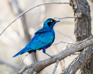 Glossy Starling