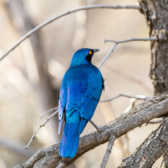 Glossy Starling