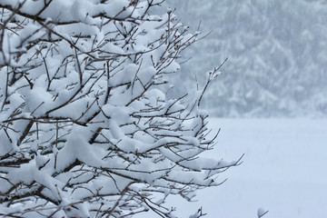 Beautiful snow textures on the branches of a lilac bush during a snow storm
