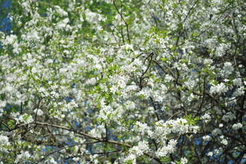 Tree with white blossom in the park.spring time.white flowers in the tree.
