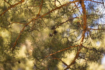 Pine branch with green needles with open old cone under the open blue sky and illuminated by soft sunlight. Live branch of a pine with a cone in its natural environment.