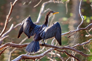 A Cormorant Drying Its Wings In The Sun