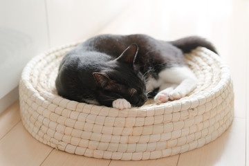 cat sleeping in nest