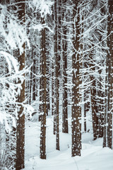 winter forest with snow covered pine trees 