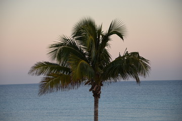 palm tree at sunrise - 261210692