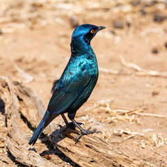 Glossy Starling