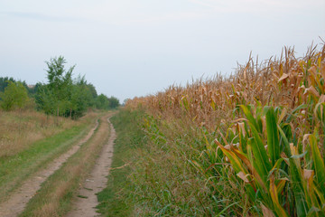 road in the field