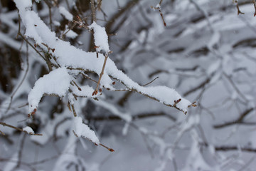 Beautiful snow textures on the branches of a lilac bush during a snow storm