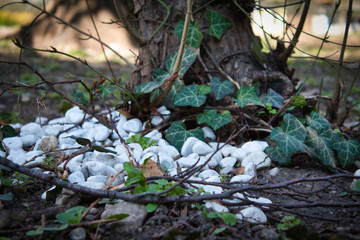 Weiße Steine vor Baum