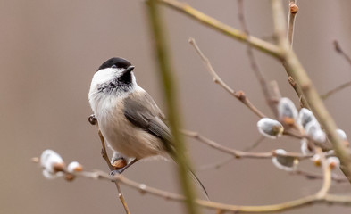 Obraz premium Marsh tit