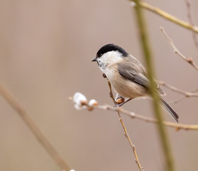 Obraz premium Marsh tit