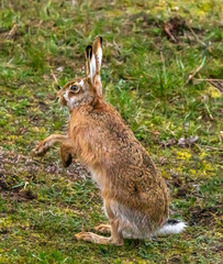 European Hare or Brown Hare