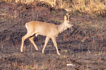 Obraz na płótnie Canvas Roe Deer