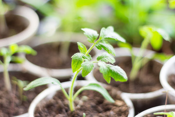 seedlings,young shoots of tomatoes growing in cups