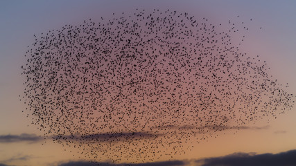 Winter murmuration of starlings 