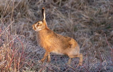 European Hare or Brown Hare