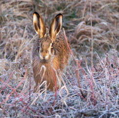 European Hare or Brown Hare © David